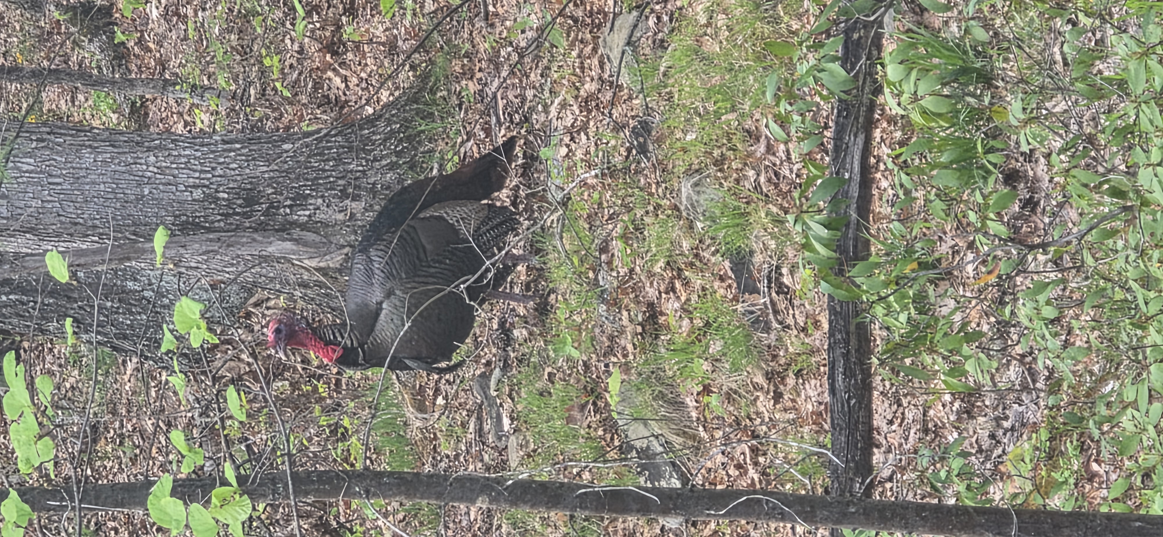 Backyard Gobbler